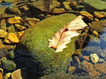 澳門精準(zhǔn)免費大全鳳凰網(wǎng)9626——探索澳門4949彩票的秘密，澳門彩票探索之旅，揭秘澳門精準(zhǔn)免費鳳凰網(wǎng)鳳凰網(wǎng)彩票秘籍