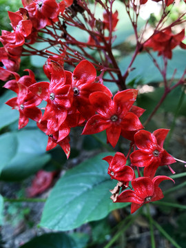 狀元紅網(wǎng)，揭秘4987精準(zhǔn)資料的秘密，狀元紅網(wǎng)揭秘，精準(zhǔn)資料4987背后的秘密