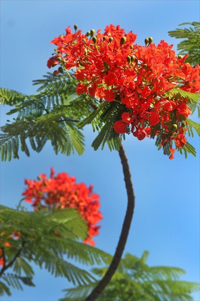 狀元紅，揭秘4987最準(zhǔn)最快的秘密武器，狀元紅，揭秘最準(zhǔn)最快的秘密武器 4987