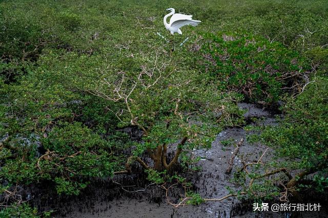 茂密森林中的王者——探尋王中王一肖的神秘魅力，森林王者揭秘，一肖的神秘魅力探尋