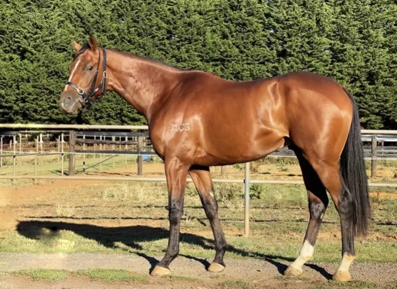 今晚澳門特馬開什么？今晚四不像的探討，今晚澳門特馬開彩結(jié)果及四不像探討