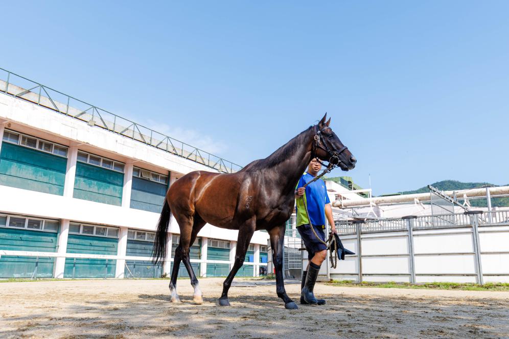 香港賽馬，77777與88888的激情碰撞，香港賽馬盛宴，激情碰撞的77777與88888對(duì)決