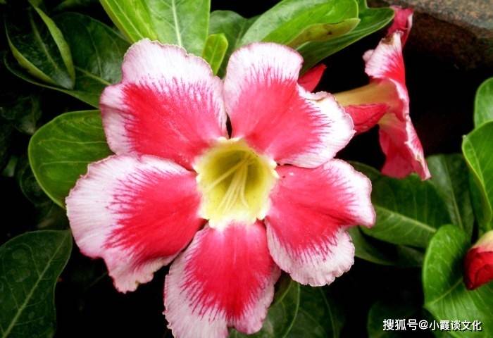 澳門(mén)三期