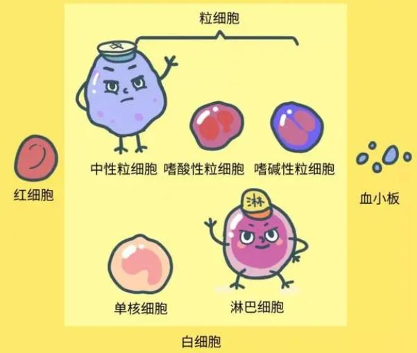 白細胞低有什么危險，白細胞低存在的危險與潛在風(fēng)險，揭示白細胞減少的危害