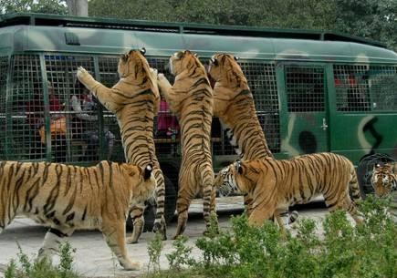 中國十大野生動(dòng)物園排名，探索自然奧秘的理想之地，中國十大野生動(dòng)物園排名揭曉，自然奧秘的理想探索地