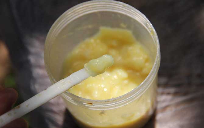 蜂王漿，功效、作用及食用方法詳解，蜂王漿，功效、作用及食用方法全面解析